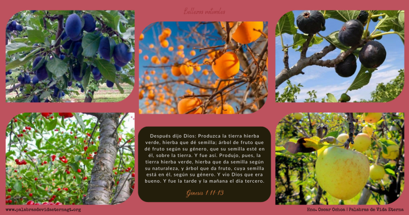 Bellezas Naturales – Génesis 1:11-13