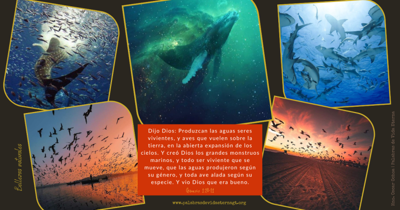 Bellezas Naturales – Génesis 1:20-21