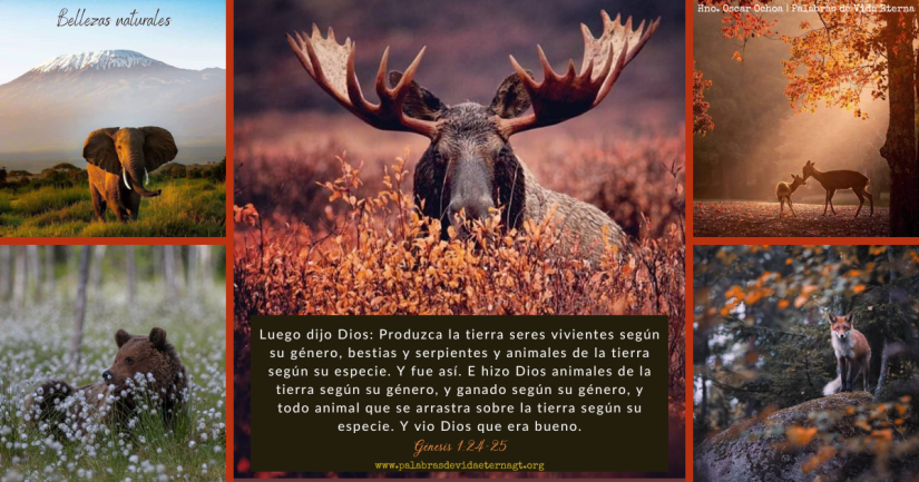 Bellezas Naturales – Génesis 1:24-25