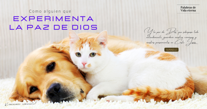 COMO ALGUIEN QUE EXPERIMENTA LA PAZ DE DIOS