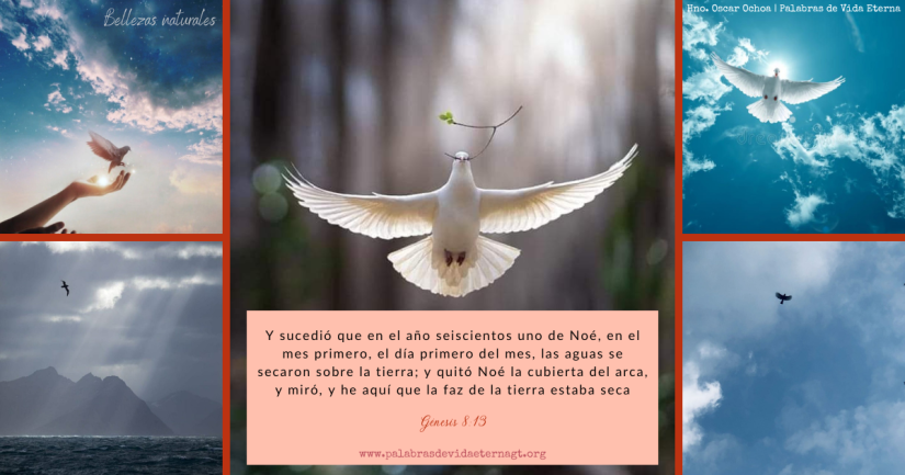 Noé, su familia y los animales salen del arca