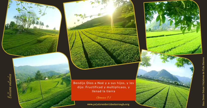 El Pacto de Dios con Noé